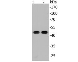 Invitrogen SARS-CoV-2 Nucleocapsid Monoclonal Antibody (A4E1) 100 &mu;L | Buy Online | Invitrogen&trade; | Fisher Scientific