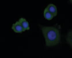 Invitrogen DAPK1 Monoclonal Antibody (12B1) 100 &mu;L; Unconjugated:Antibodies,
