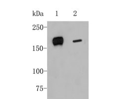 Invitrogen DAPK1 Monoclonal Antibody (12B1) 100 &mu;L; Unconjugated:Antibodies,