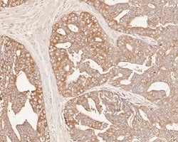 Invitrogen GADD34 Monoclonal Antibody (A4D7) 100 &mu;L; Unconjugated:Antibodies,