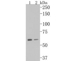 Invitrogen GADD34 Monoclonal Antibody (A4D7) 100 &mu;L; Unconjugated:Antibodies,