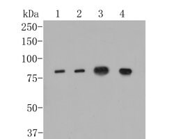 Invitrogen ApoER2 Monoclonal Antibody (13B2) 100 &mu;L; Unconjugated:Antibodies,