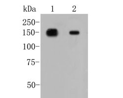 Invitrogen CD249 Recombinant Rabbit Monoclonal Antibody (JE46-03) 100 &mu;L | Buy Online | Invitrogen&trade; | Fisher Scientific