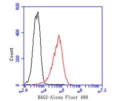 Invitrogen BAG2 Recombinant Rabbit Monoclonal Antibody (JE47-57) 100 &mu;L;