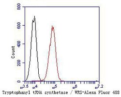 Invitrogen WARS Recombinant Rabbit Monoclonal Antibody (JE48-08) 100 &mu;L | Buy Online | Invitrogen&trade; | Fisher Scientific