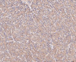 Invitrogen CLSTN1 Recombinant Rabbit Monoclonal Antibody (JE48-81) 100