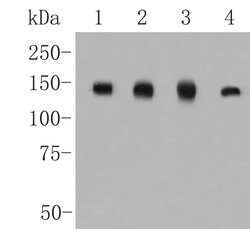 Invitrogen CLSTN1 Recombinant Rabbit Monoclonal Antibody (JE48-81) 100