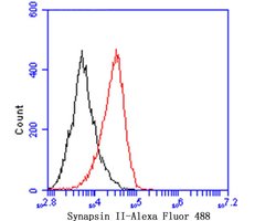 Invitrogen Synapsin II Recombinant Rabbit Monoclonal Antibody (JE49-03)