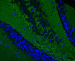 Invitrogen Synapsin II Recombinant Rabbit Monoclonal Antibody (JE49-03)