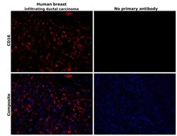 Invitrogen CD16 Recombinant Rabbit Monoclonal Antibody (JE49-79) 100 &mu;L;