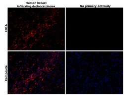 Invitrogen CD16 Recombinant Rabbit Monoclonal Antibody (JE49-79) 100 &mu;L;