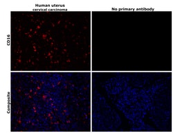 Invitrogen CD16 Recombinant Rabbit Monoclonal Antibody (JE49-79) 100 &mu;L;