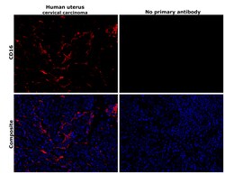 Invitrogen CD16 Recombinant Rabbit Monoclonal Antibody (JE49-79) 100 &mu;L;