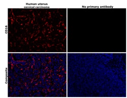 Invitrogen CD16 Recombinant Rabbit Monoclonal Antibody (JE49-79) 100 &mu;L;