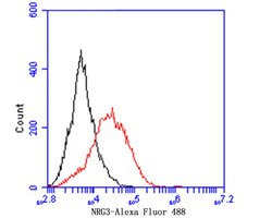 Invitrogen NRG3 Recombinant Rabbit Monoclonal Antibody (JE49-84) 100 &mu;L;