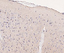 Invitrogen NRG3 Recombinant Rabbit Monoclonal Antibody (JE49-84) 100 &mu;L;
