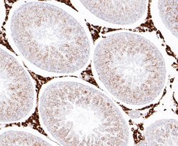 Invitrogen NRG3 Recombinant Rabbit Monoclonal Antibody (JE49-84) 100 &mu;L;