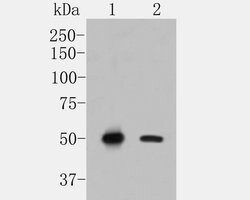 Invitrogen NRG3 Recombinant Rabbit Monoclonal Antibody (JE49-84) 100 &mu;L;