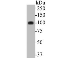 Invitrogen ARTS1 Recombinant Rabbit Monoclonal Antibody (JE52-36) 100 &mu;L;