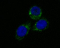 Invitrogen LDHD Recombinant Rabbit Monoclonal Antibody (JE53-15) 100 &mu;L;