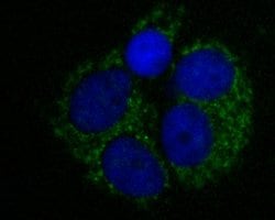 Invitrogen LDHD Recombinant Rabbit Monoclonal Antibody (JE53-15) 100 &mu;L;