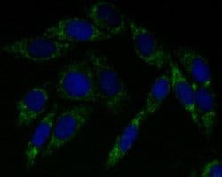 Invitrogen LDHD Recombinant Rabbit Monoclonal Antibody (JE53-15) 100 &mu;L;