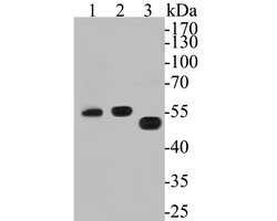 Invitrogen LDHD Recombinant Rabbit Monoclonal Antibody (JE53-15) 100 &mu;L;