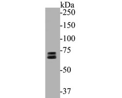 Invitrogen SENP2 Recombinant Rabbit Monoclonal Antibody (JE52-69) 100 &mu;L | Buy Online | Invitrogen&trade; | Fisher Scientific
