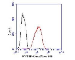 Invitrogen WNT5B Recombinant Rabbit Monoclonal Antibody (JE53-67) 100 &mu;L;