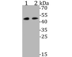 Invitrogen WNT5B Recombinant Rabbit Monoclonal Antibody (JE53-67) 100 &mu;L;