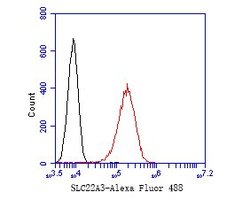 Invitrogen SLC22A3 Recombinant Rabbit Monoclonal Antibody (JE53-70) 100
