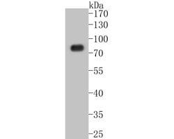Invitrogen SLC22A3 Recombinant Rabbit Monoclonal Antibody (JE53-70) 100