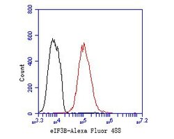 Invitrogen eIF3b Recombinant Rabbit Monoclonal Antibody (JE54-00) 100 &mu;L;
