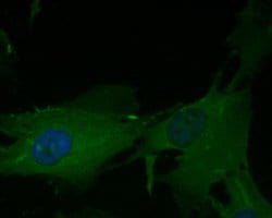 Invitrogen eIF3b Recombinant Rabbit Monoclonal Antibody (JE54-00) 100 &mu;L;