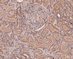 Invitrogen eIF3b Recombinant Rabbit Monoclonal Antibody (JE54-00) 100 &mu;L;