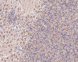 Invitrogen eIF3b Recombinant Rabbit Monoclonal Antibody (JE54-00) 100 &mu;L;
