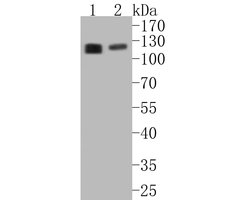 Invitrogen eIF3b Recombinant Rabbit Monoclonal Antibody (JE54-00) 100 &mu;L;