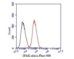 Invitrogen SPAK Recombinant Rabbit Monoclonal Antibody (JE53-64) 100 &mu;L;