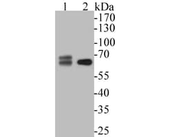 Invitrogen SPAK Recombinant Rabbit Monoclonal Antibody (JE53-64) 100 &mu;L;