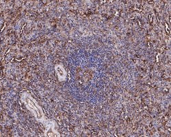 Invitrogen HLA-F Recombinant Rabbit Monoclonal Antibody (JE54-04) 100 &mu;L;