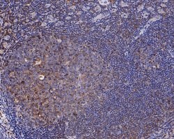 Invitrogen HLA-F Recombinant Rabbit Monoclonal Antibody (JE54-04) 100 &mu;L;