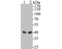 Invitrogen HLA-F Recombinant Rabbit Monoclonal Antibody (JE54-04) 100 &mu;L;