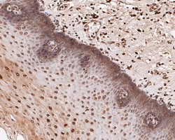 Invitrogen eIF3e Recombinant Rabbit Monoclonal Antibody (JE53-63) 100 &mu;L;