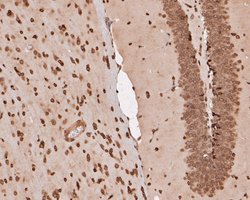 Invitrogen eIF3e Recombinant Rabbit Monoclonal Antibody (JE53-63) 100 &mu;L;