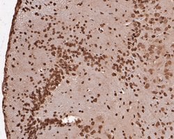 Invitrogen eIF3e Recombinant Rabbit Monoclonal Antibody (JE53-63) 100 &mu;L;