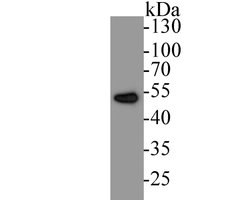 Invitrogen eIF3e Recombinant Rabbit Monoclonal Antibody (JE53-63) 100 &mu;L;