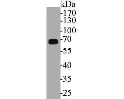 Invitrogen ECM1 Recombinant Rabbit Monoclonal Antibody (JE54-17) 100 &mu;L;