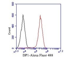 Invitrogen DP1 Recombinant Rabbit Monoclonal Antibody (JE52-55) 100 &mu;L;