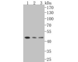 Invitrogen DP1 Recombinant Rabbit Monoclonal Antibody (JE52-55) 100 &mu;L;