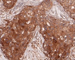 Invitrogen ARF5 Recombinant Rabbit Monoclonal Antibody (JE53-83) 100 &mu;L;
